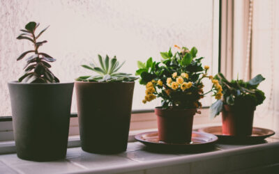 Együtt élve a természettel – hálás szobanövények
