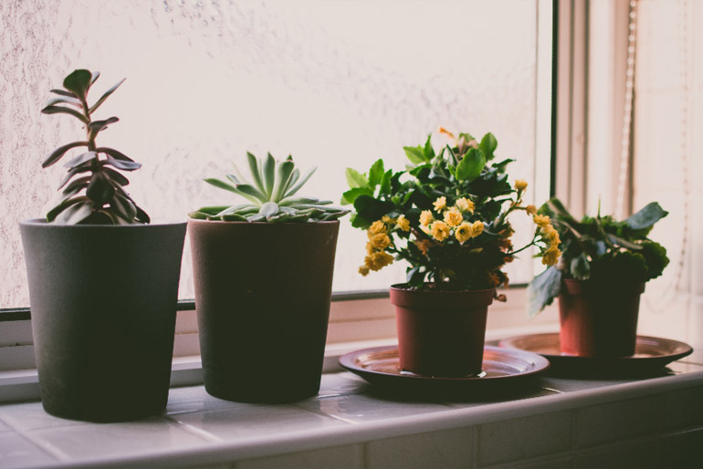 Együtt élve a természettel – hálás szobanövények