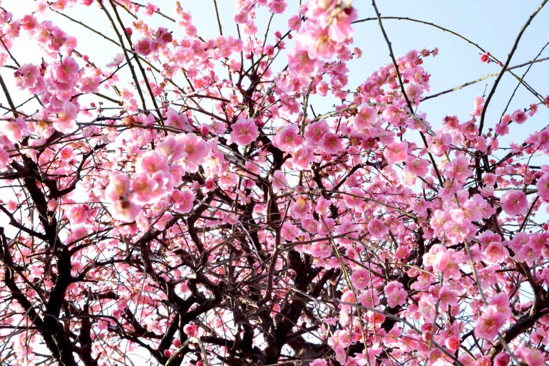 Ázsiában a rózsaszínnek erős hagyománya van, különösen Japánban, ahol a cseresznyefa virágzását külön is megünneplik.