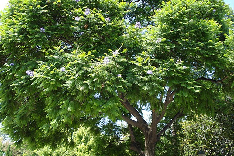 Az akácot a legmagyarabb fának is szokás nevezni.