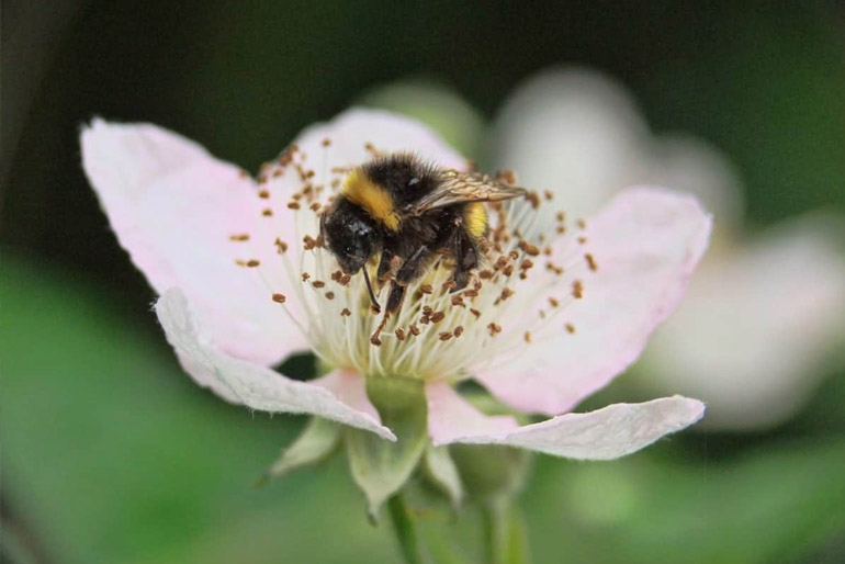 Az akác virágai nagy fürtökben csábítják a hazai rovarokat, nem utolsó sorban a méheket.