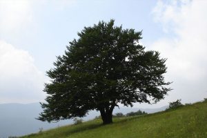 Őshonos faj Magyarországon a bükkfa, mivel a mérsékelt égövet kedveli.