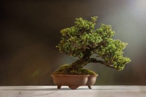 A bonszai japán szóösszetétel, és nagyjából azt jelenti, hogy lapos tálban nevelt fa.