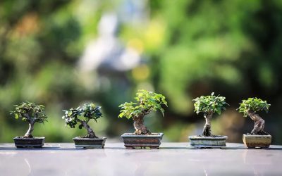 Bonszai és kokedama – arculatépítő szobanövények Ázsiából