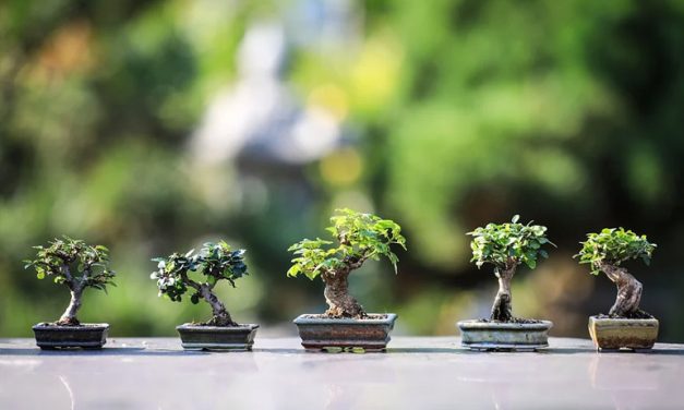 Bonszai és kokedama – arculatépítő szobanövények Ázsiából