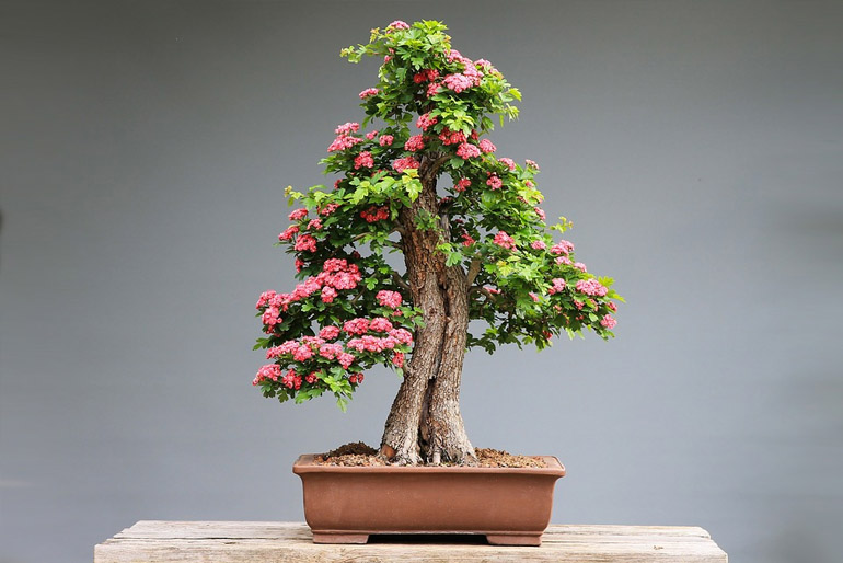 A bonszai nevelése és gondozása különbözik a többi cserepes növénytől, igazi művészet.