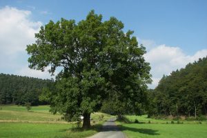 A kőrisfa hazánkban is jelen van, ráadásul három fajtája őshonos. 
