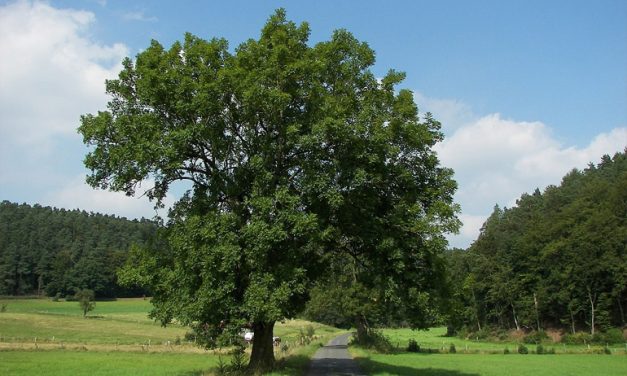 Elűzi az átkot, de bútornak se rossz – a kőrisfa