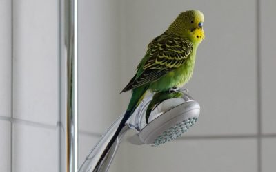Egy lakásban a természettel – kisállat az otthonunkban