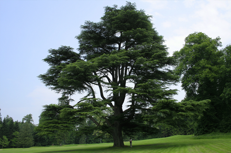 A Föld talán legmegbecsültebb fája – a cédrus