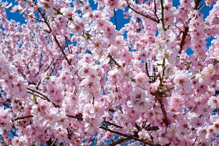 A cseresznyefa a természet egy különös ajándéka, hiszen fáját, virágát, gyümölcsét és még annak szárát is felhasználjuk, s kertünkben rövid virágzása alatt a szemünket és lelkünket is felfrissíti.