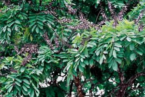 A trópusi fáknak van néhány közös jellemzője, amelybe beletartozik a wengé is.  