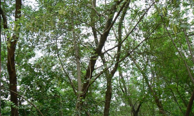 Paliszander – a világ egyik legdrágább fája