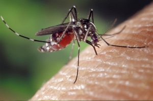 A szúnyoggal az emberiség öröktől fogva csatázott