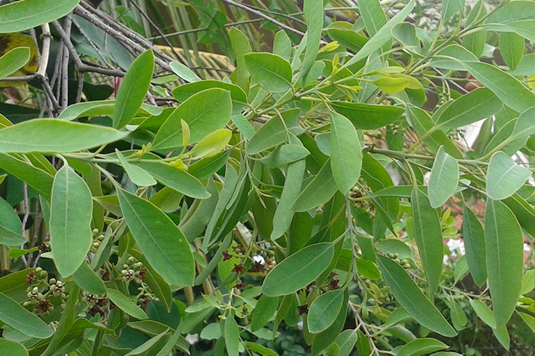 Szantálfa, az illatos fa