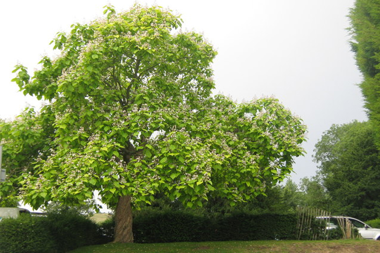 A szivarfa, hivatalos nevén catalpa egy nagy kozmopolita családot alkot, hét faja világszerte megtalálható.