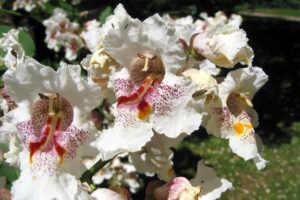 A szivarfa virágzása nagyon látványos, és kedvelik a rovarok is.
